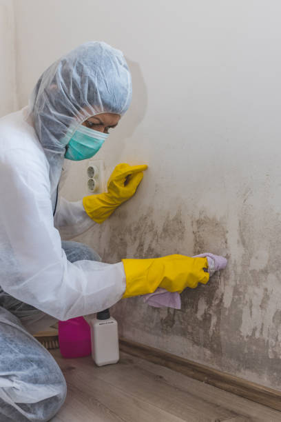 Best Mold-Related Health Consultation  in Albuquerque, NM