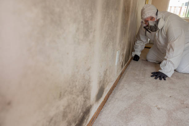 Best Crawl Space Mold Remediation  in Albuquerque, NM